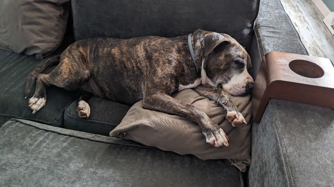 Rascal , an adoptable mixed breed in Mount Airy, NC image 2/5