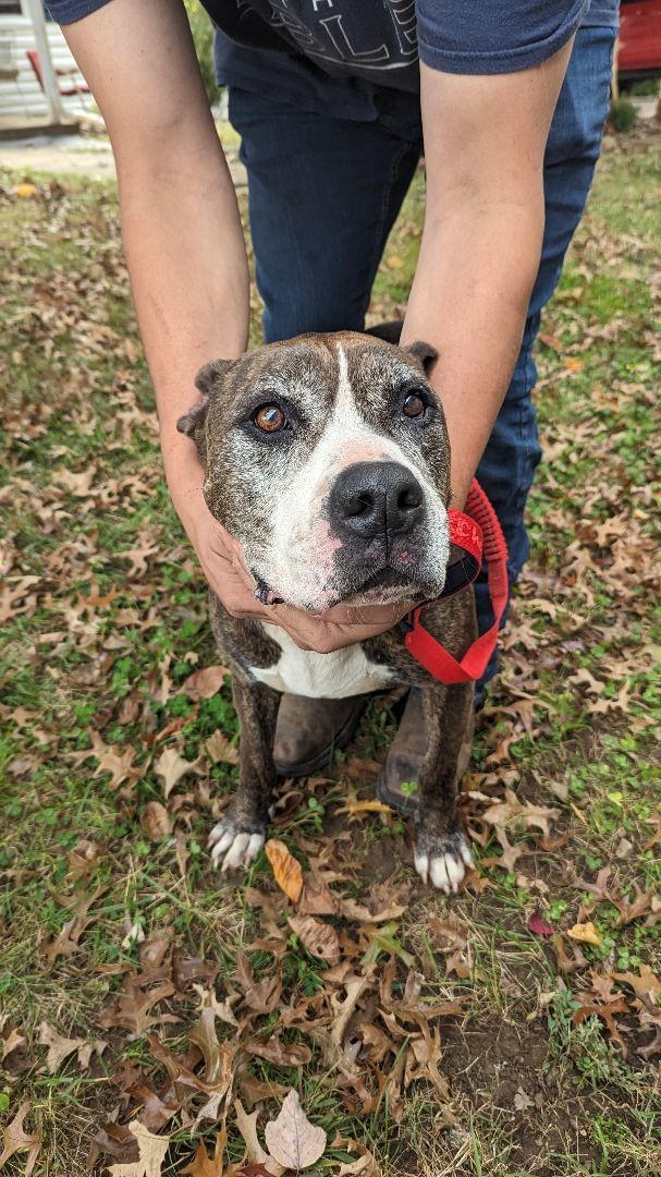 Rascal , an adoptable mixed breed in Mount Airy, NC image 3/5