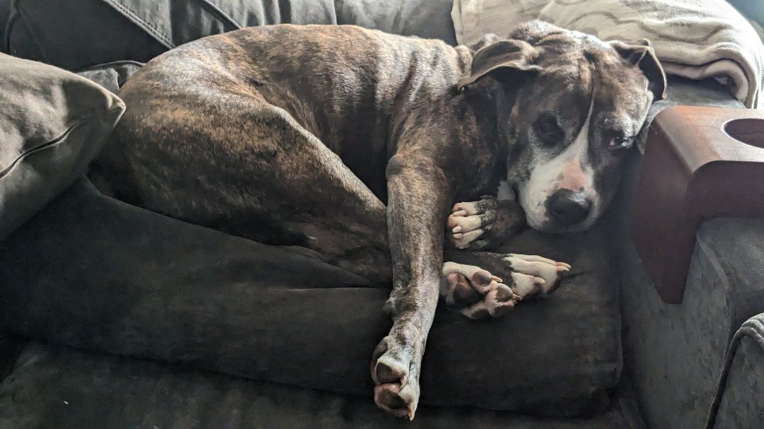 Rascal , an adoptable mixed breed in Mount Airy, NC image 4/5