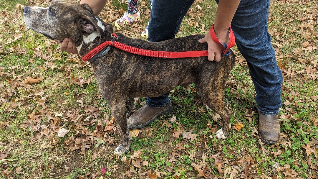 Rascal , an adoptable mixed breed in Mount Airy, NC image 5/5