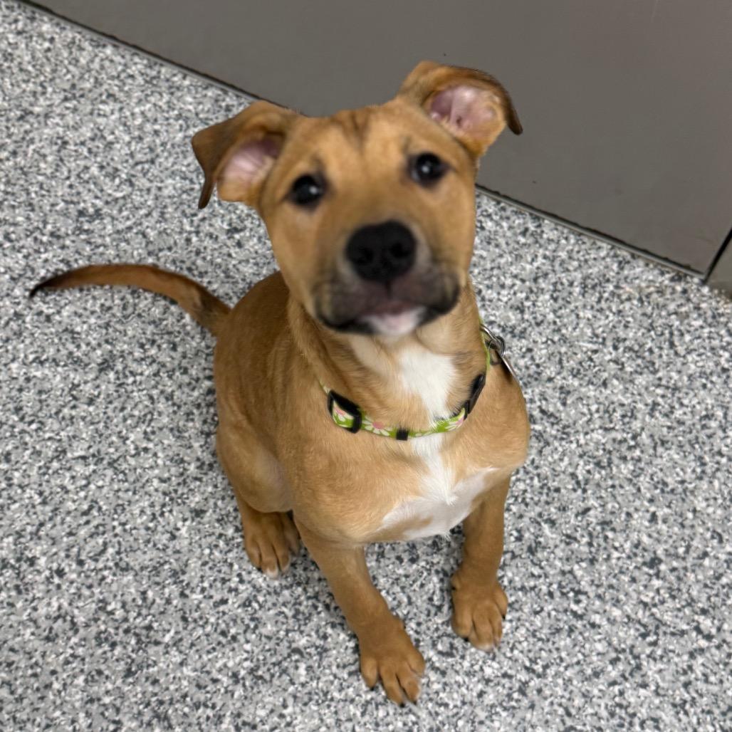 Enlarge Emory, a Adoptable mixed breed in Brookfield, WI image 1/4