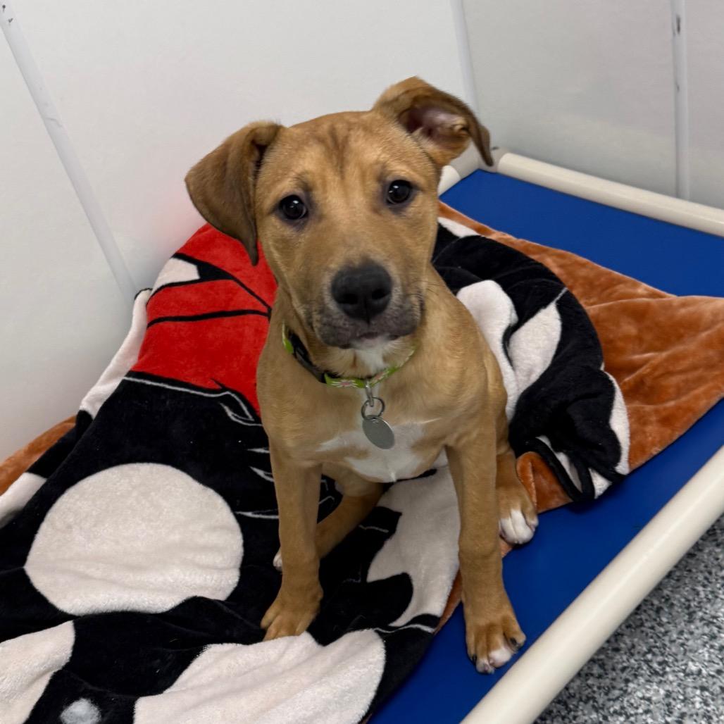 Enlarge Emory, a Adoptable mixed breed in Brookfield, WI image 2/4