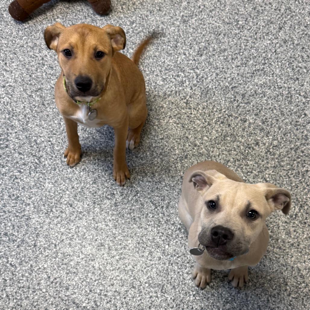 Enlarge Emory, a Adoptable mixed breed in Brookfield, WI image 3/4