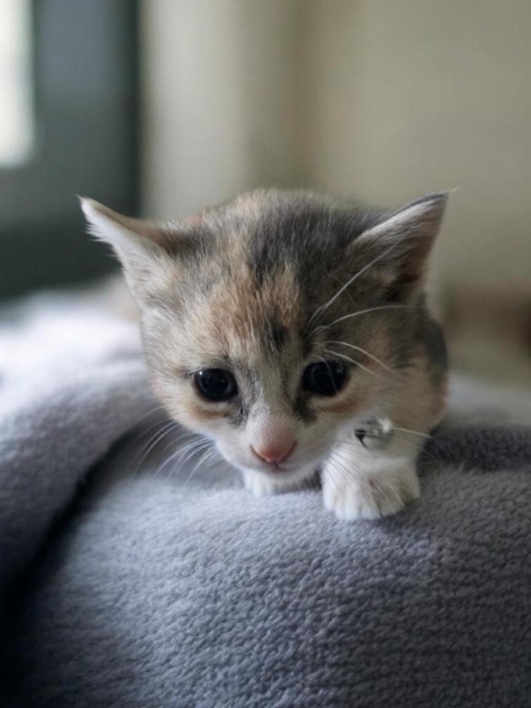 Millie, Adoptable, Kitten Female Domestic Short Hair.