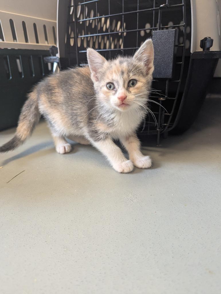 Enlarge Millie, a Adopted mixed breed in Barron, WI image 3/4