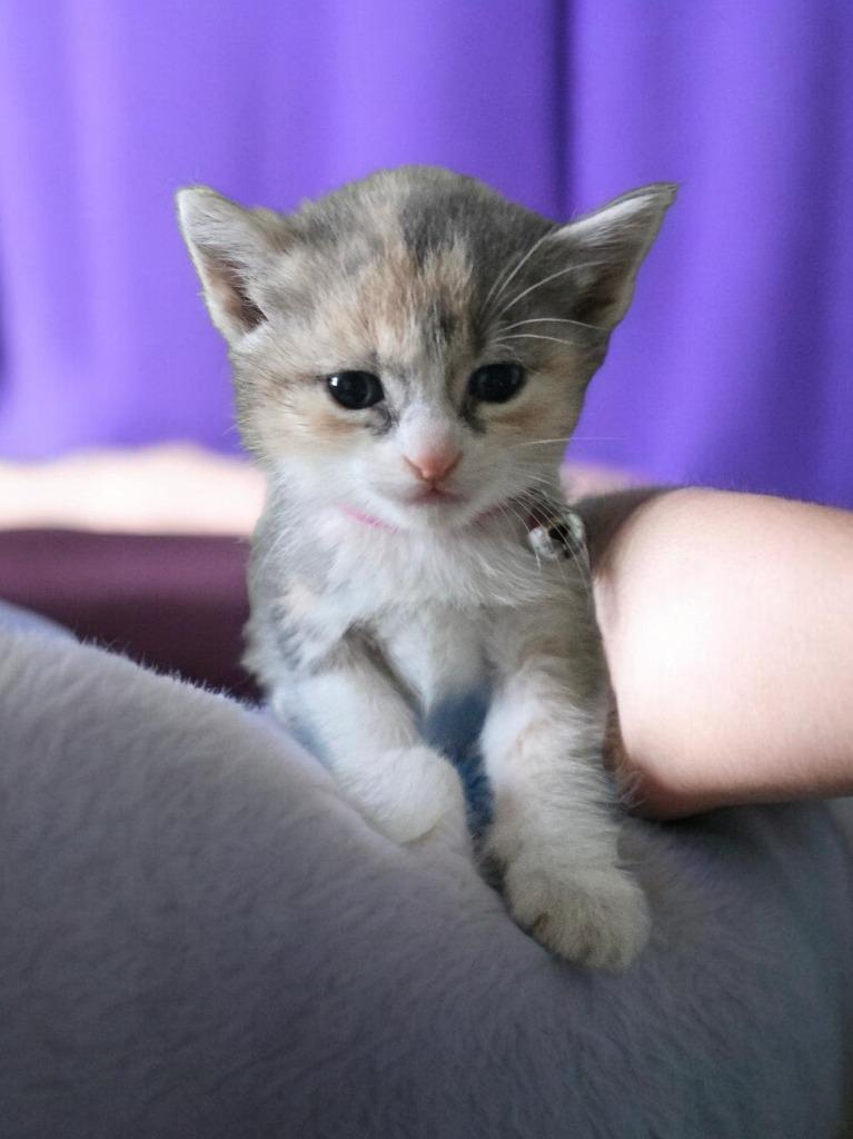 Enlarge Millie, a Adopted mixed breed in Barron, WI image 4/4