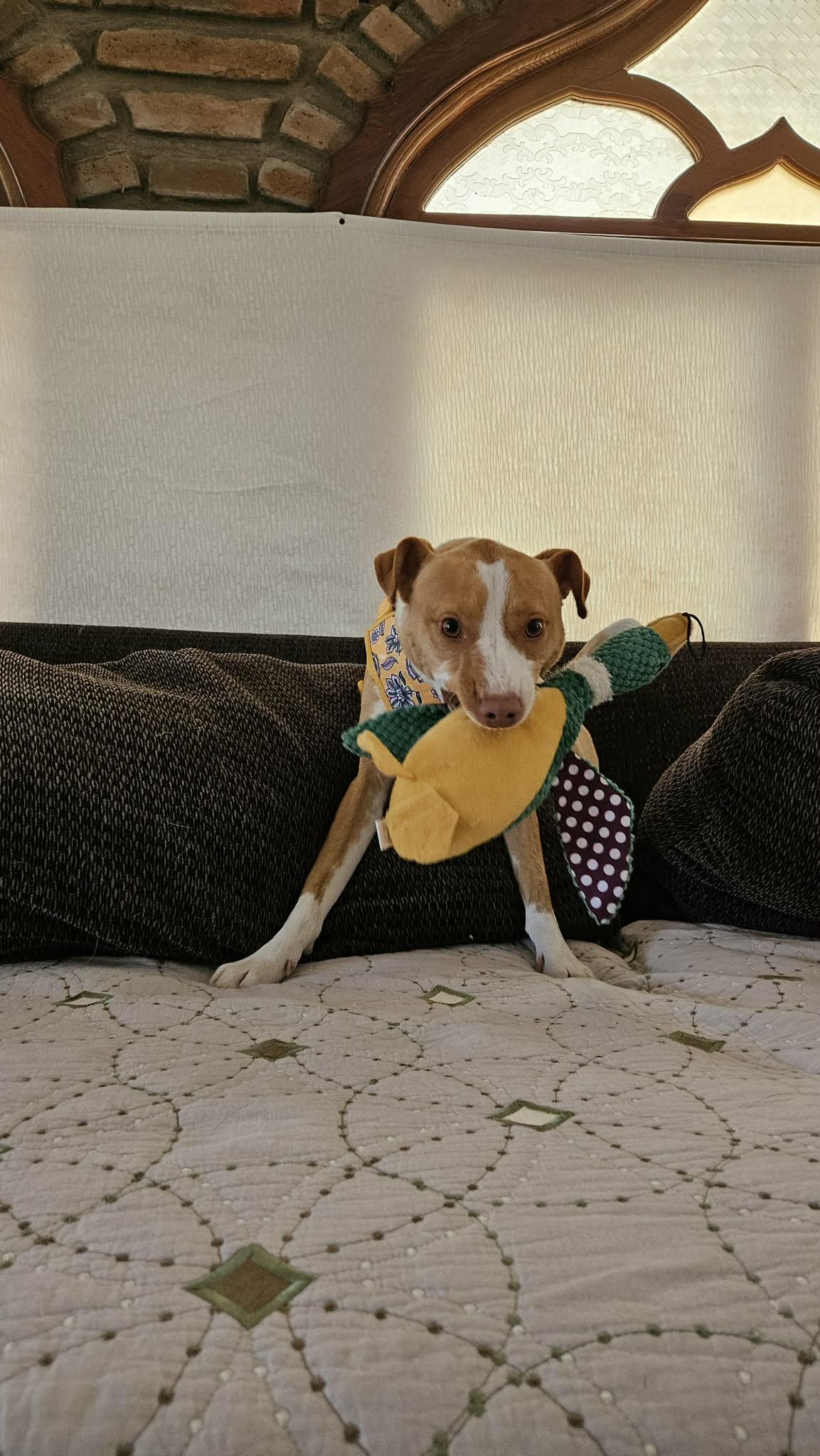 Fresa, a ADOPTABLE mixed breed in Anaheim, CA image 3/5