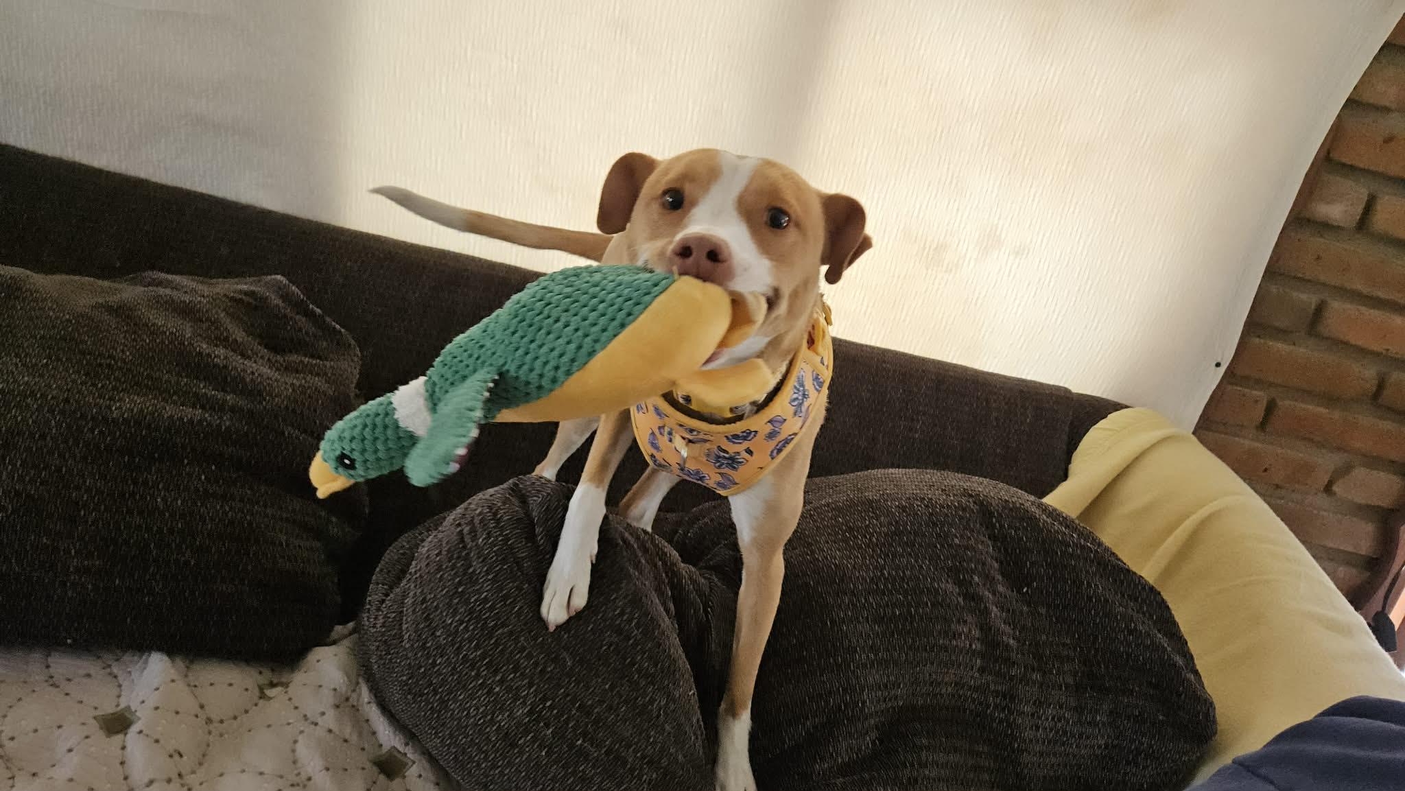 Fresa, ADOPTABLE, Puppy Female Ibizan Hound.