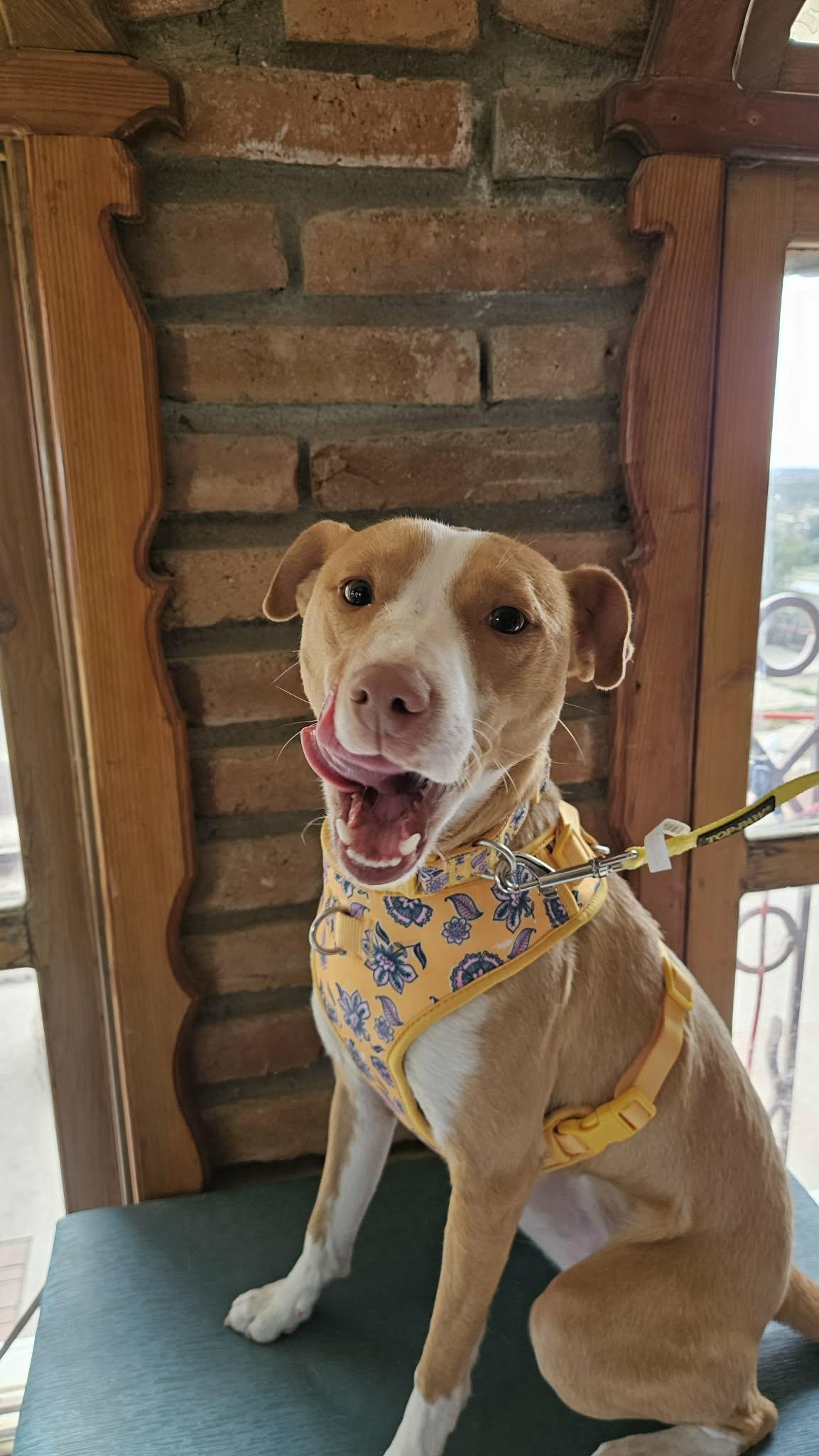 Fresa, a ADOPTABLE mixed breed in Anaheim, CA image 2/5