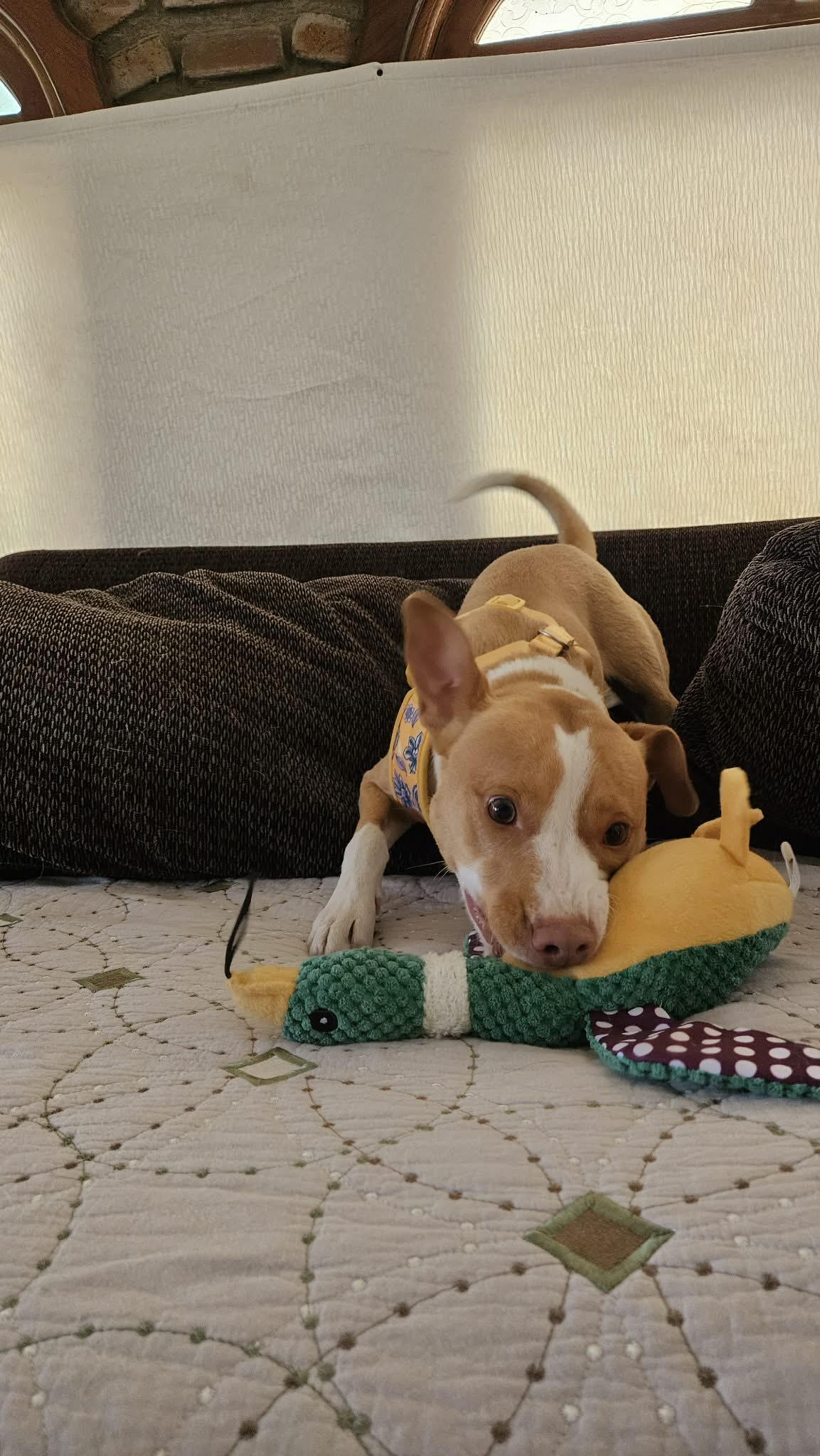 Fresa, a ADOPTABLE mixed breed in Anaheim, CA image 4/5