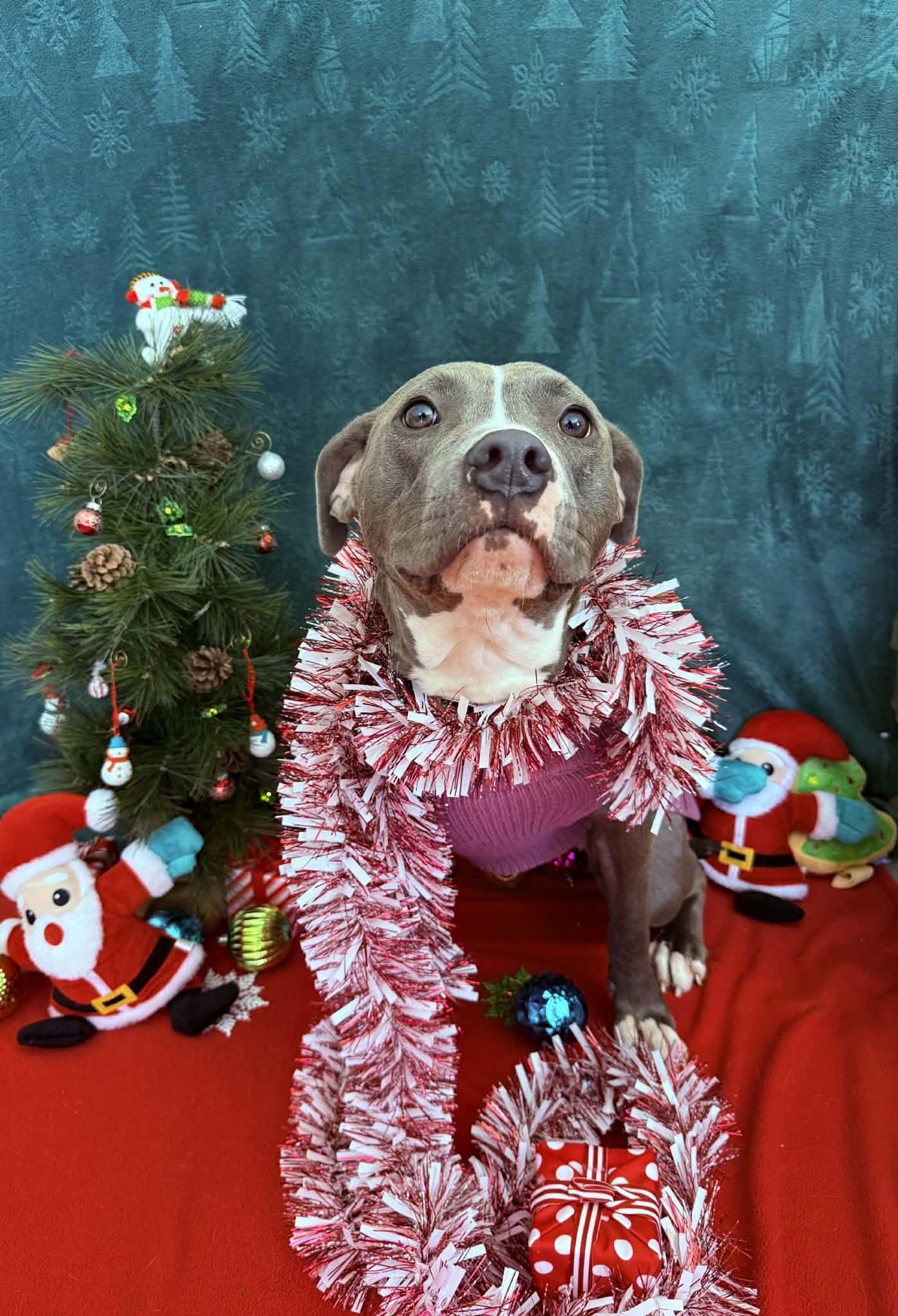 Macy, Adoptable, Young Female Boxer & Labrador Retriever.