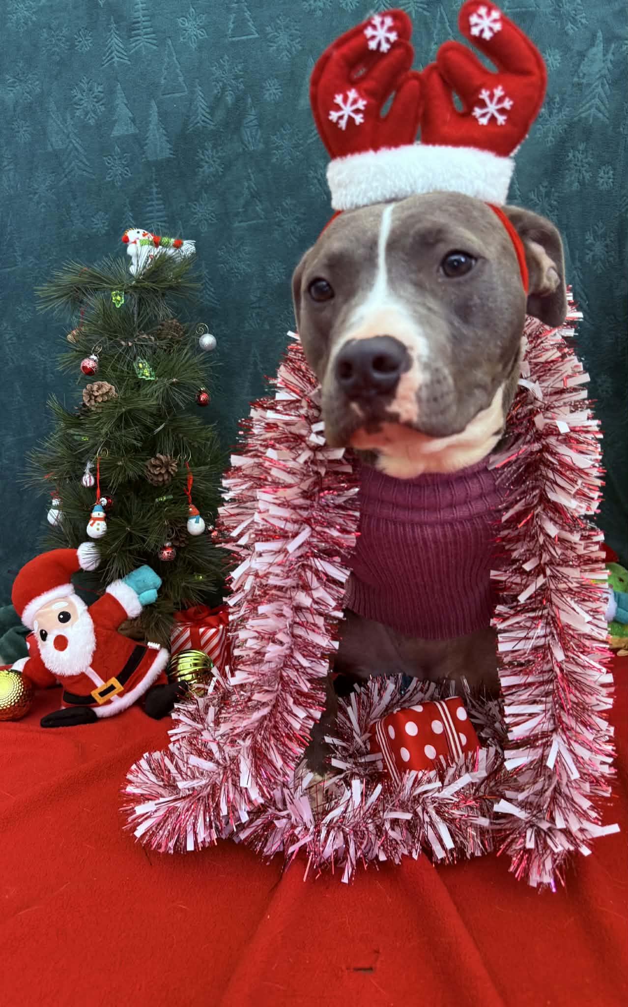 Macy, a Adoptable mixed breed in Quincy, MI image 2/2