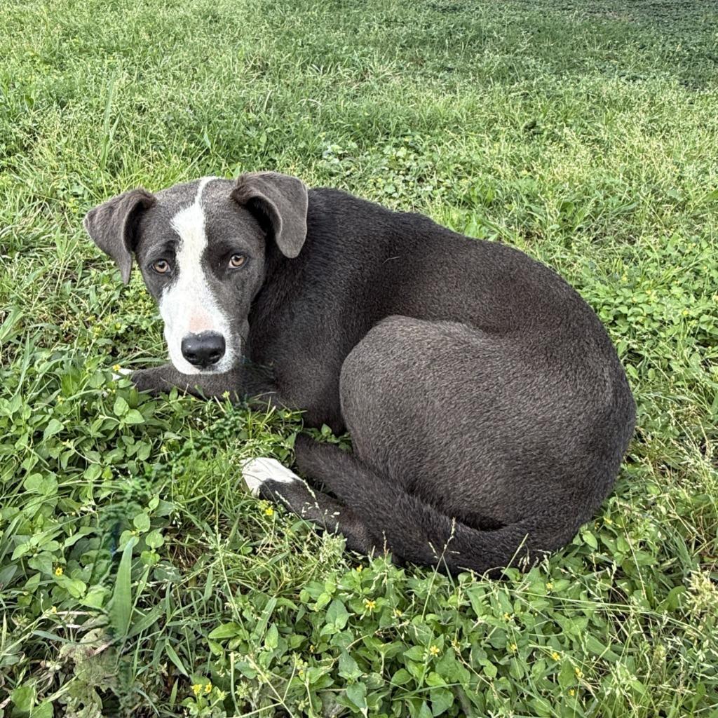 Enlarge Remy, a Adoptable mixed breed in Brenham, TX image 2/6
