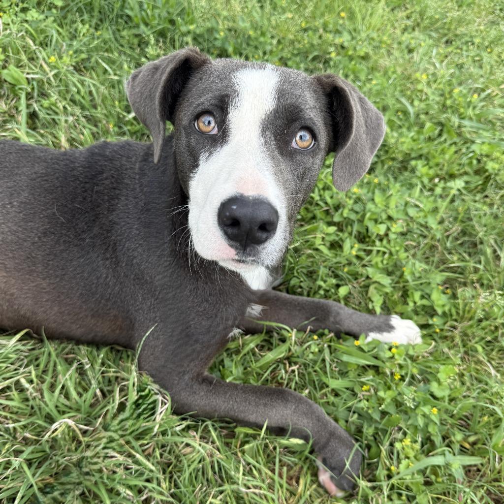 Enlarge Remy, a Adoptable mixed breed in Brenham, TX image 3/6