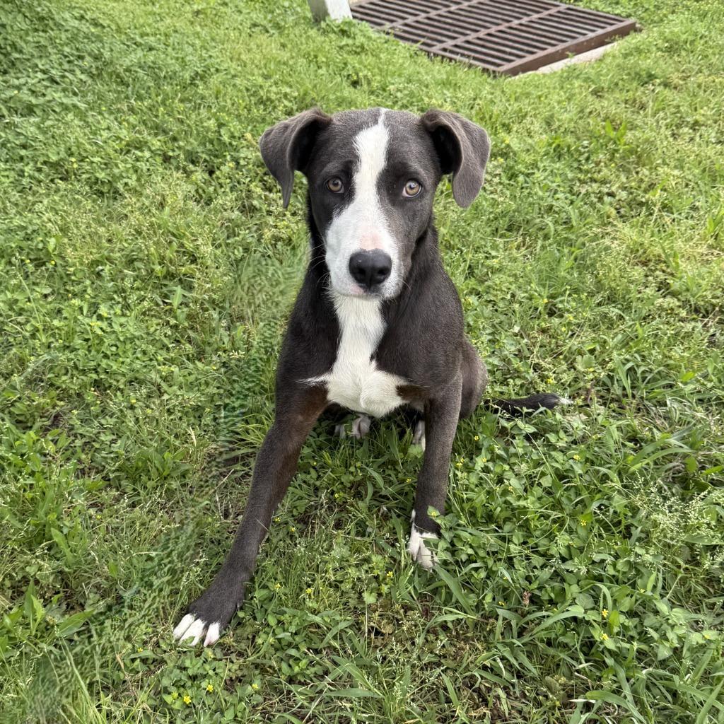 Enlarge Remy, a Adoptable mixed breed in Brenham, TX image 4/6