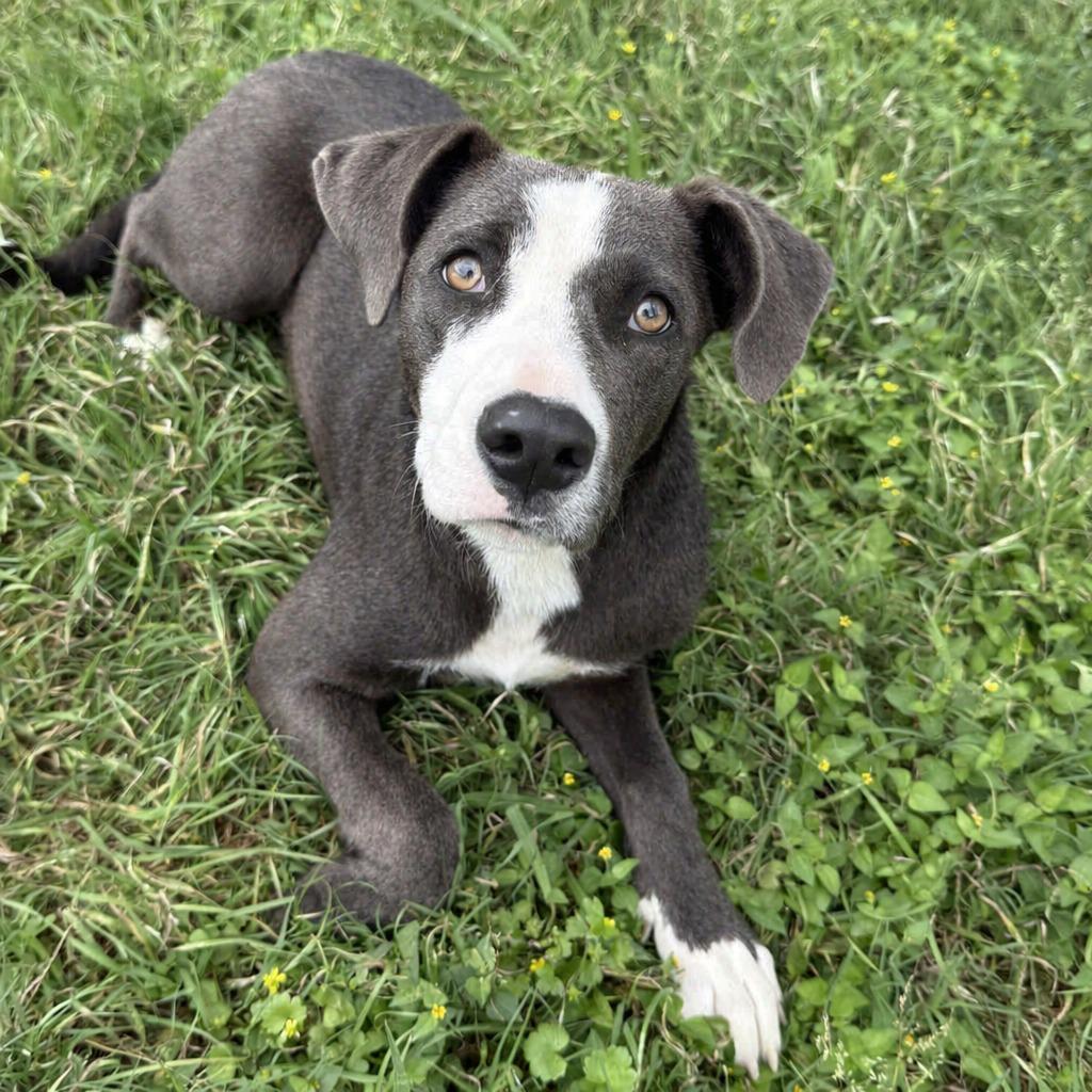 Enlarge Remy, a Adoptable mixed breed in Brenham, TX image 5/6