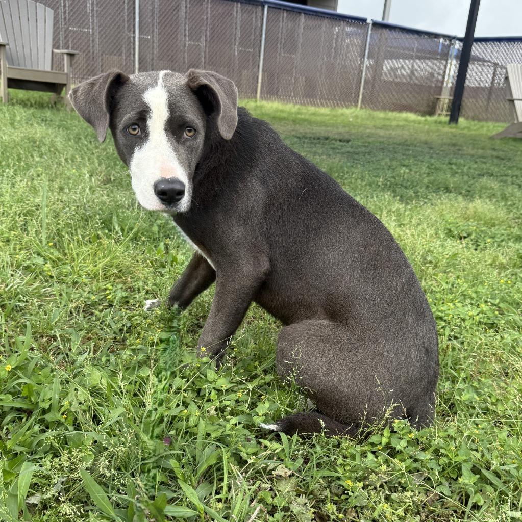 Enlarge Remy, a Adoptable mixed breed in Brenham, TX image 6/6