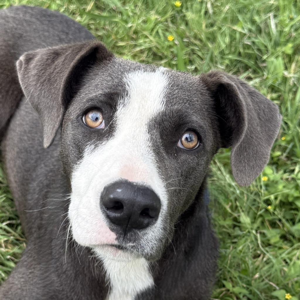 Remy, Adoptable, Young Female Labrador Retriever & Mixed Breed.
