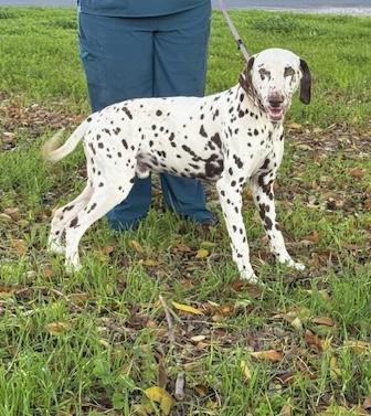 Enlarge Kike, a ADOPTABLE Dalmatian in Turlock, CA image 2/4