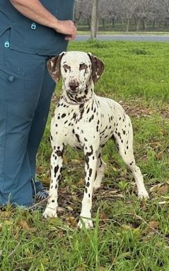 Enlarge Kike, a ADOPTABLE Dalmatian in Turlock, CA image 3/4