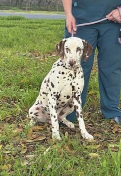 Kike, ADOPTABLE, Adult Male Dalmatian.