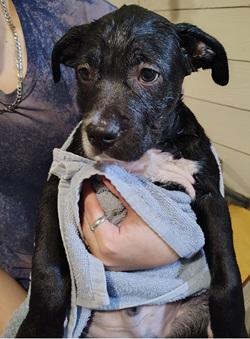 BB, ADOPTABLE, Puppy Male Collie.