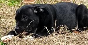 Enlarge BB, a ADOPTABLE mixed breed in Raleigh, NC image 3/3