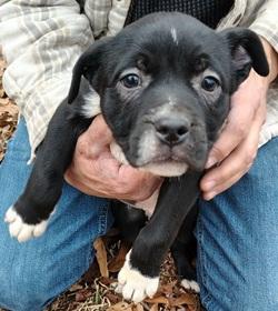Enlarge BB, a ADOPTABLE mixed breed in Raleigh, NC image 2/3