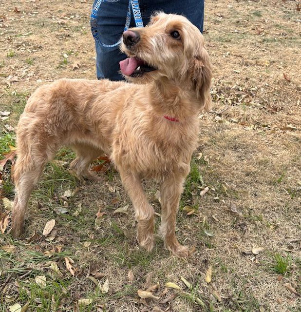 Enlarge 4PAWS Sandy, an adopted mixed breed in Benbrook, TX image 2/2