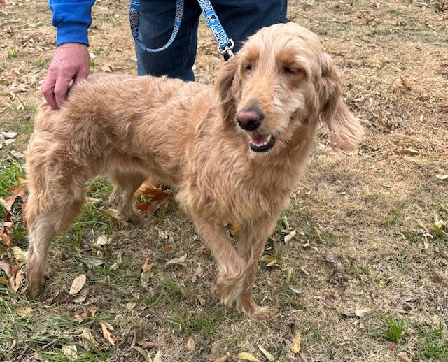 Enlarge 4PAWS Sandy, an adopted mixed breed in Benbrook, TX image 1/2
