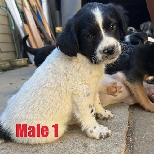 Puppies!, adopted, Puppy Male Terrier & Mixed Breed.