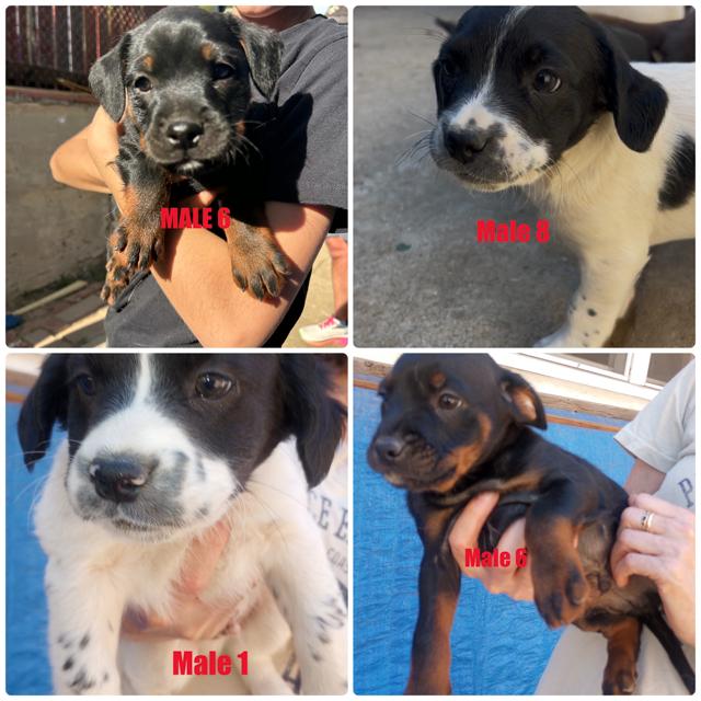 Enlarge Puppies!, an adopted mixed breed in Burbank, CA image 3/5