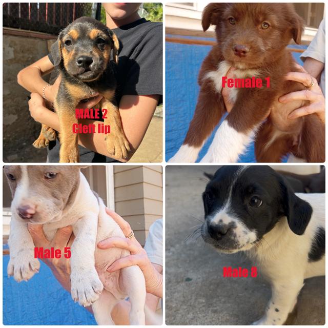 Enlarge Puppies!, an adopted mixed breed in Burbank, CA image 4/5