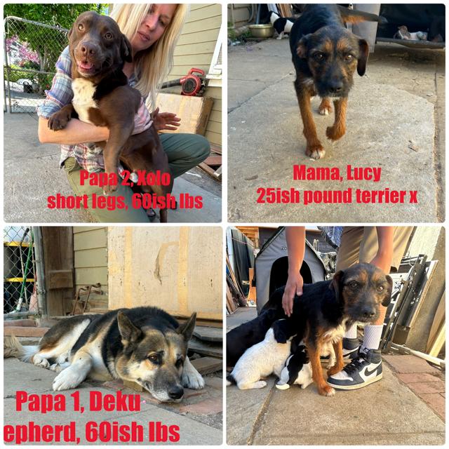 Enlarge Puppies!, an adopted mixed breed in Burbank, CA image 5/5