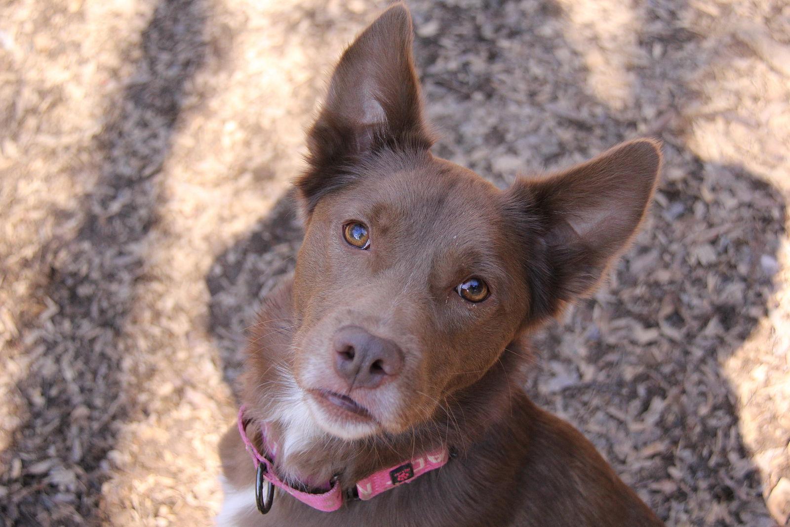 Brownie, Adoptable, Young Male Australian Kelpie.