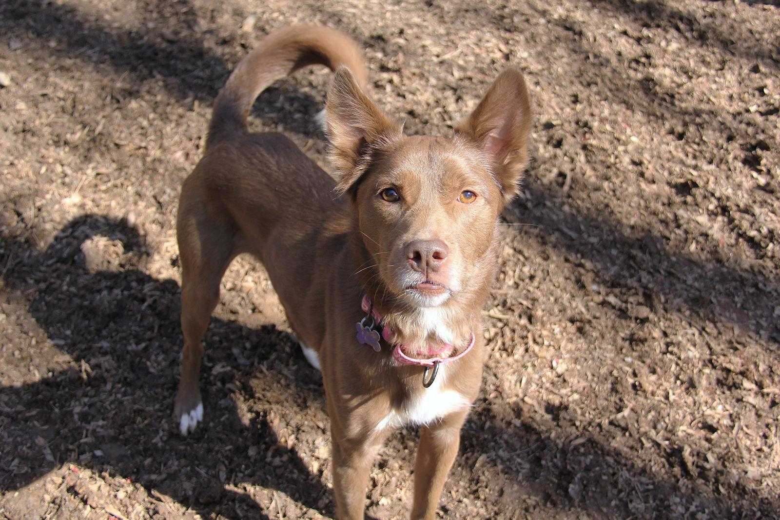 Brownie, a Adoptable Australian Kelpie in Charlotte, NC image 3/3