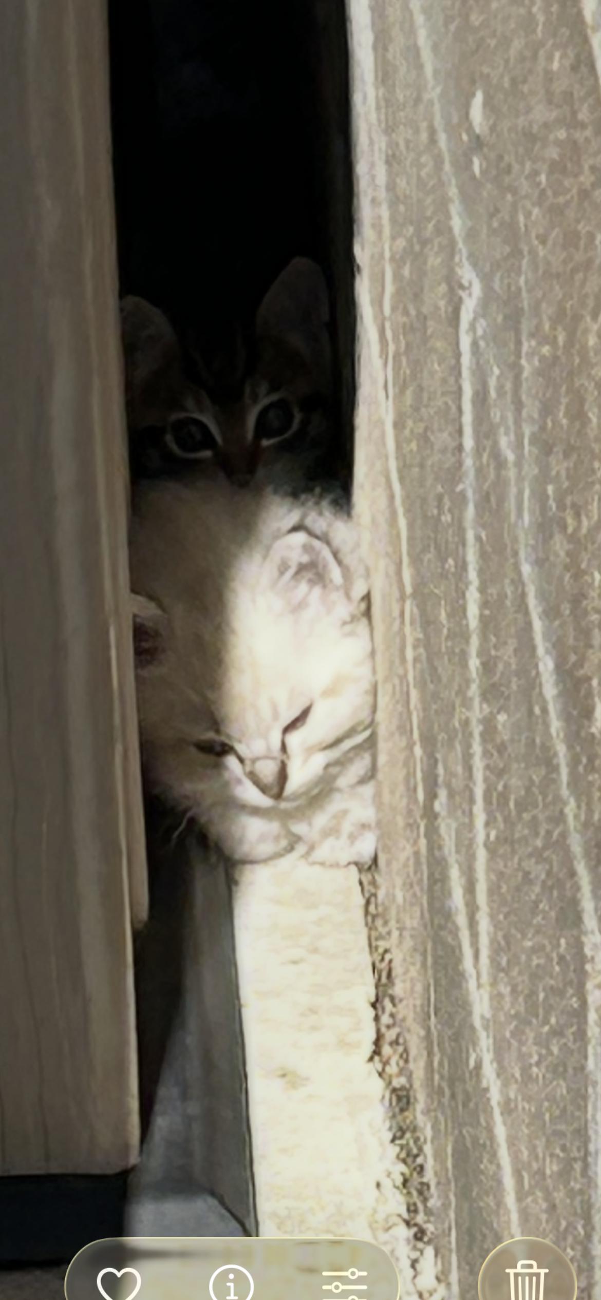 Enlarge 4 litters of kittens need fosters-to-adopt, an adopted mixed breed in Torrance, CA image 2/4