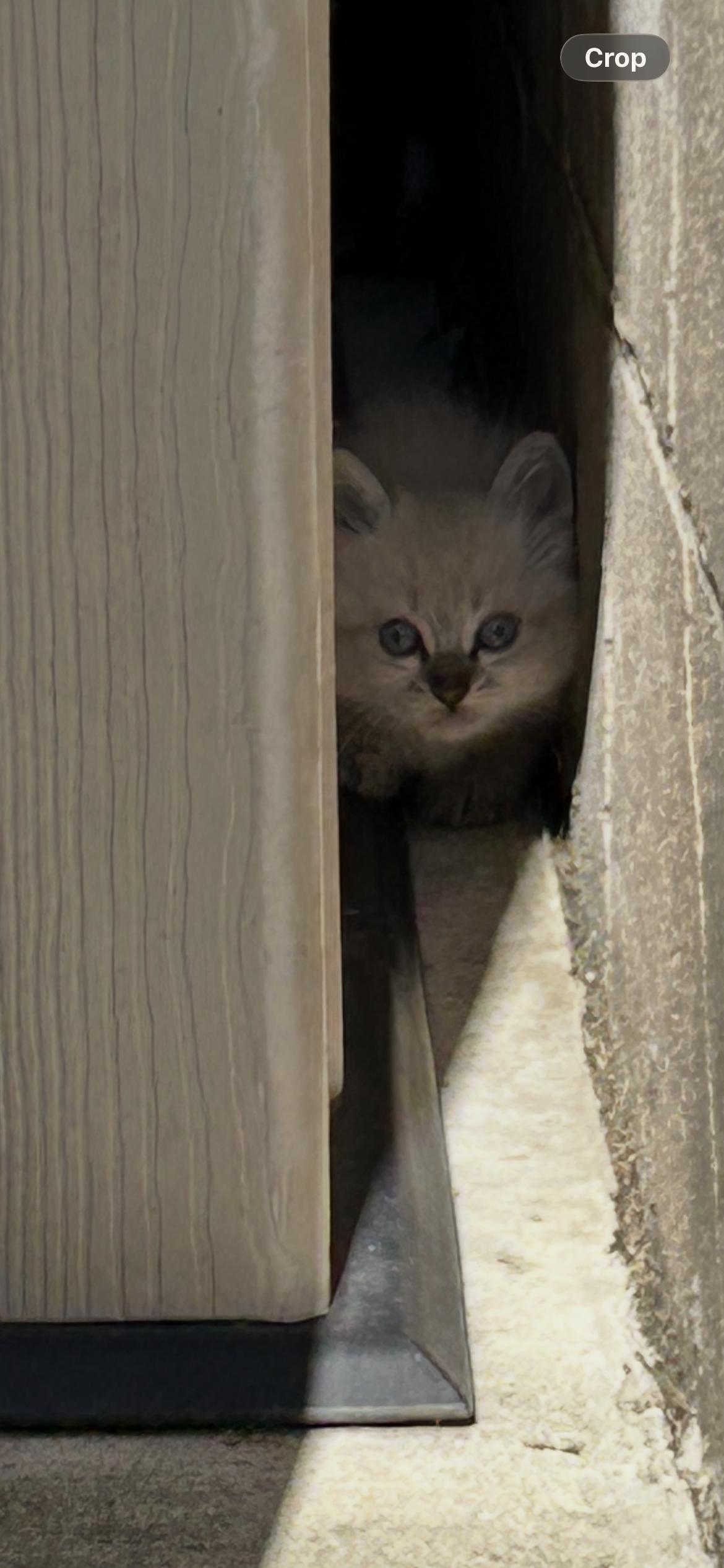 Enlarge 4 litters of kittens need fosters-to-adopt, an adopted mixed breed in Torrance, CA image 3/4