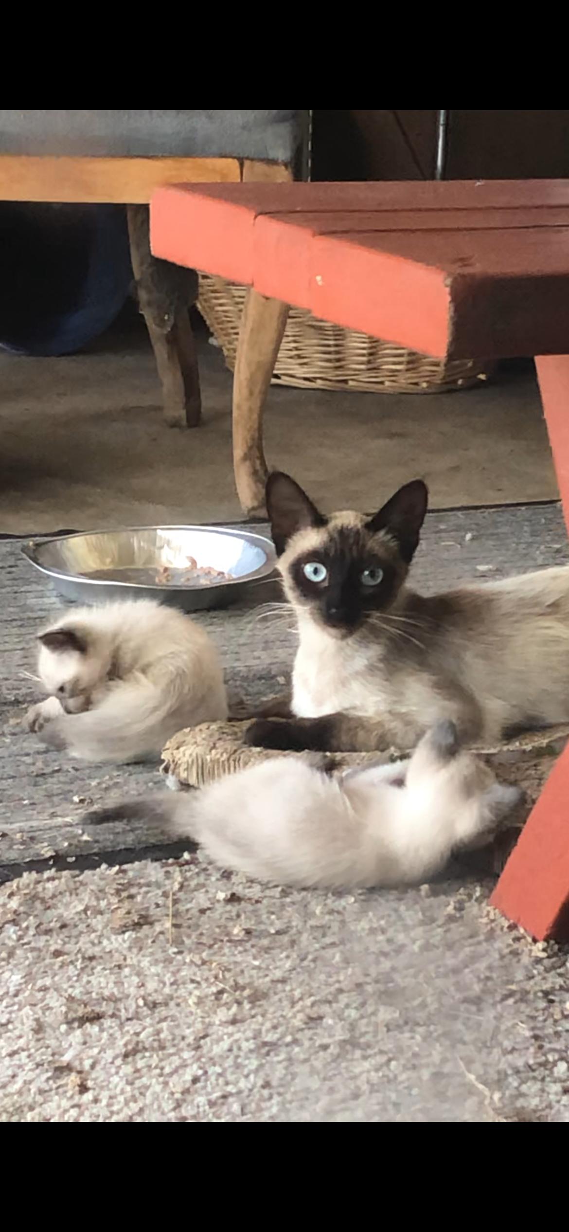 4 litters of kittens need fosters-to-adopt, adopted, Kitten Male Siamese & Maine Coon.