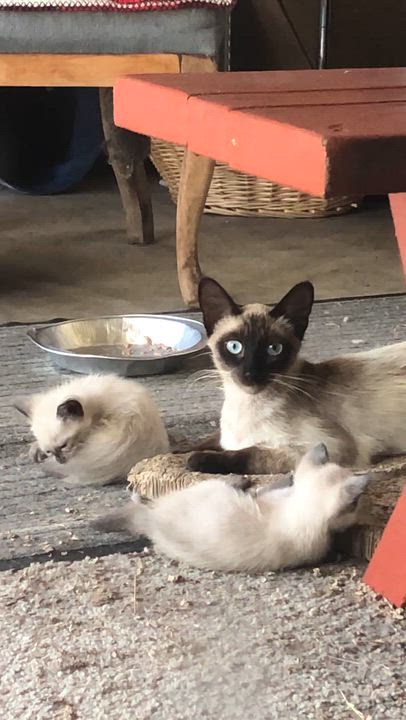 Enlarge 4 litters of kittens need fosters-to-adopt, an adopted mixed breed in Torrance, CA video 4/4
