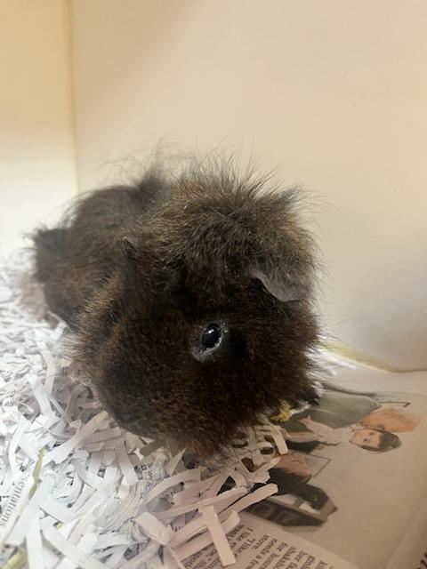 Bear (ID 51526/1653), ADOPTABLE, Young Male Guinea Pig.