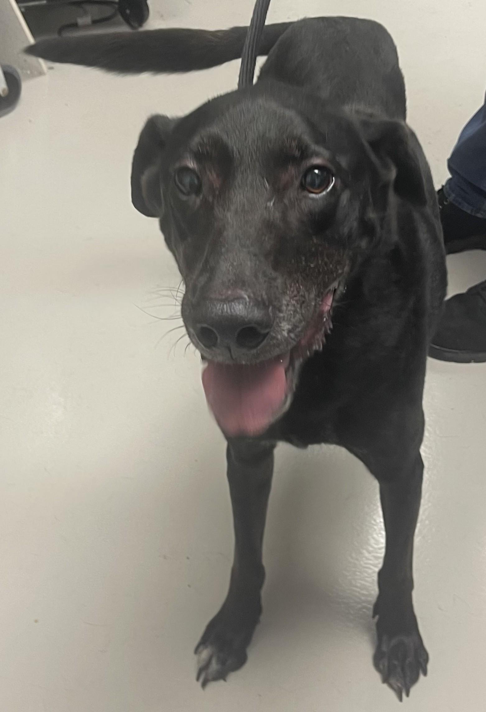 Henry, Adoptable, Senior Male Black Labrador Retriever.