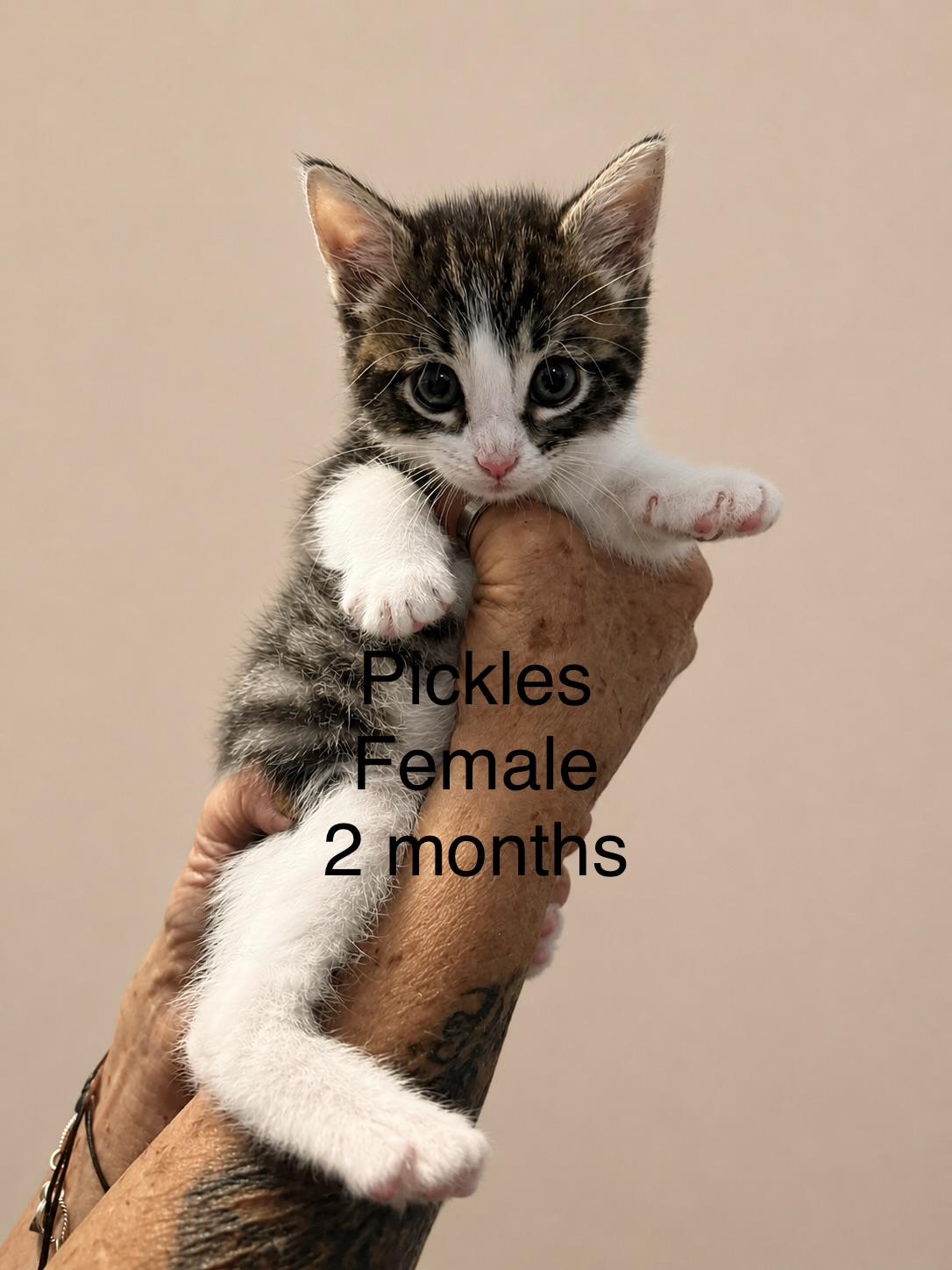 Pickles, adopted, Kitten Female Domestic Short Hair.