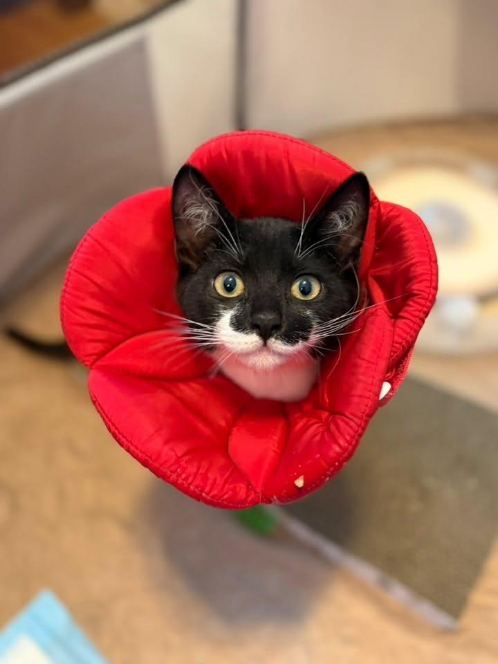 Valeria and Pepper bonded kittens, Adoptable, Kitten Female Domestic Short Hair.