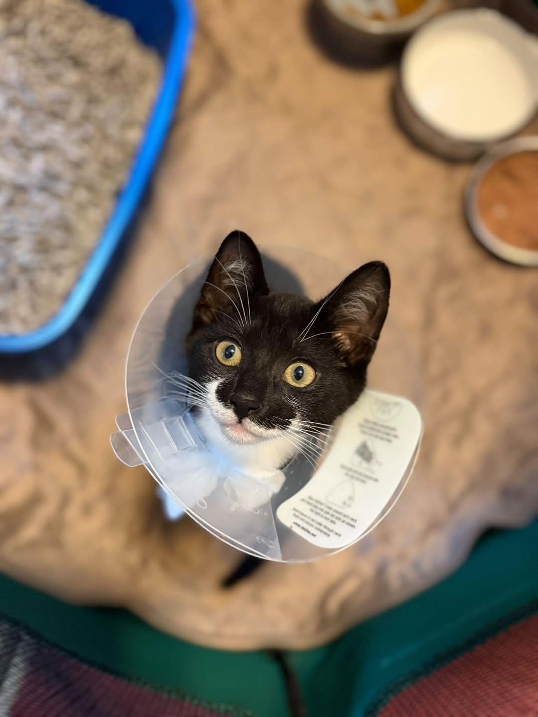 Valeria and Pepper bonded kittens, a Adoptable Domestic Short Hair in Enfield, CT image 2/4