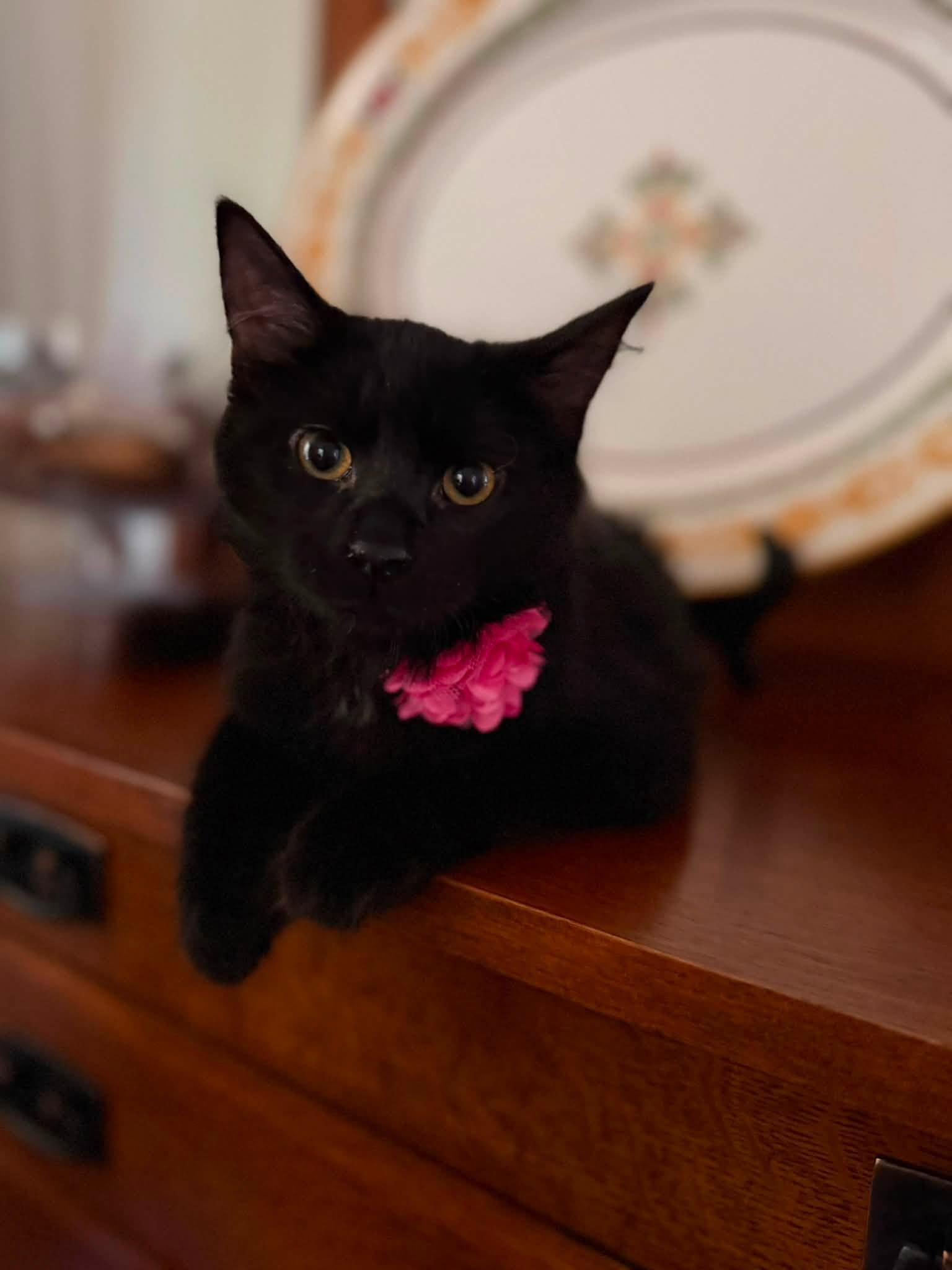 Valeria and Pepper bonded kittens, Adoptable, Kitten Female Domestic Short Hair.
