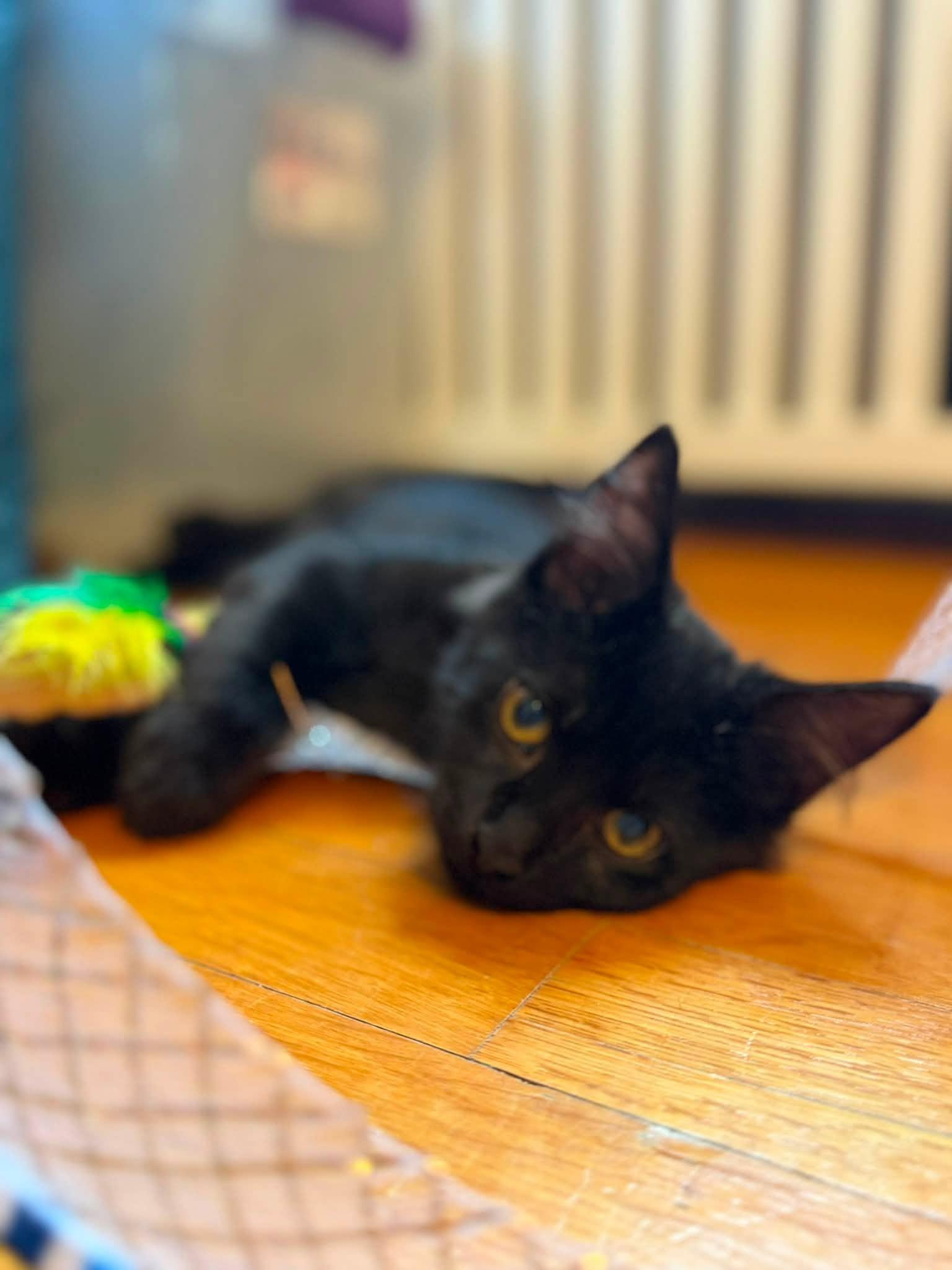 Enlarge Valeria and Pepper bonded kittens, a Adoptable Domestic Short Hair in Enfield, CT image 2/6