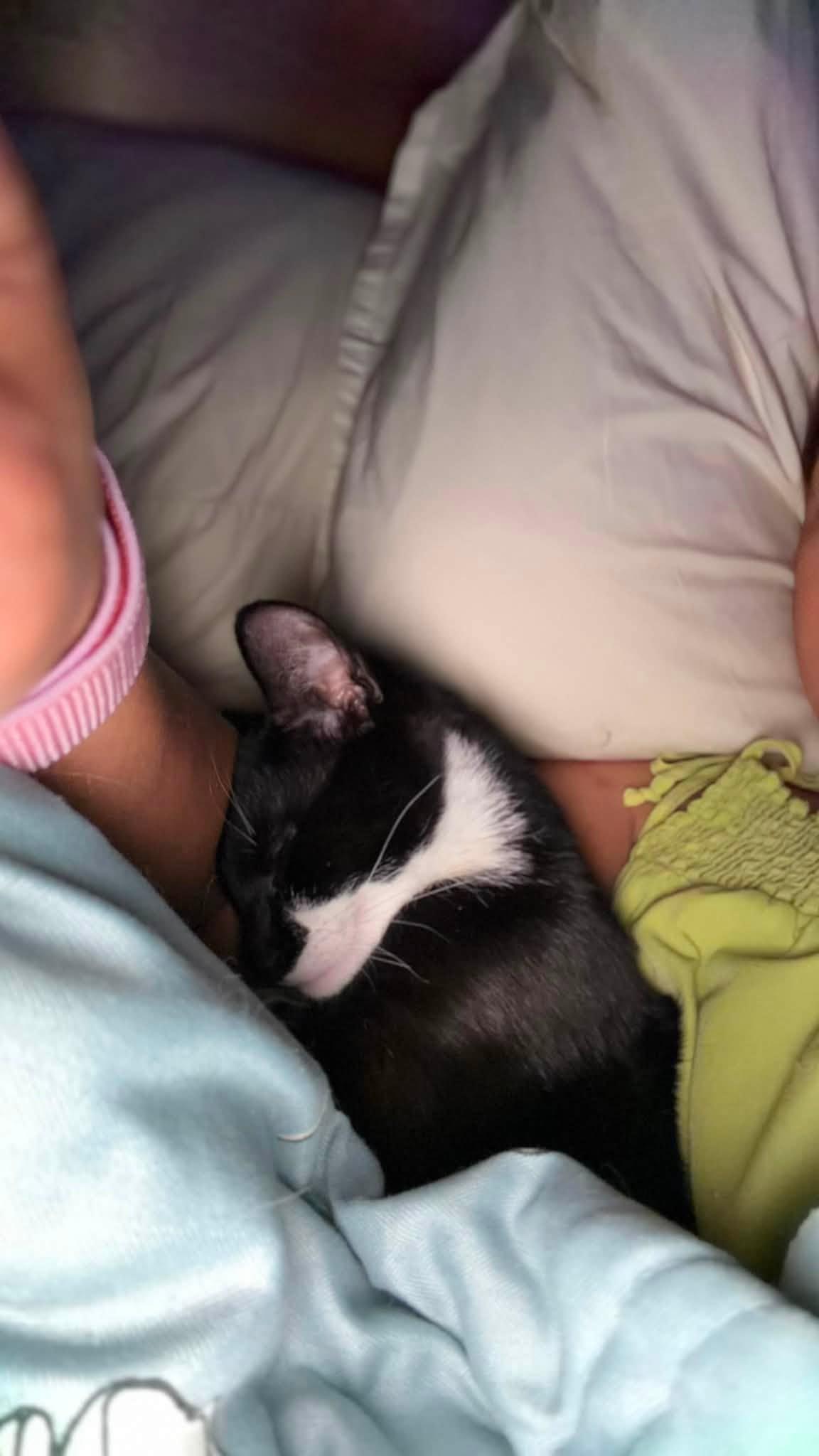 Enlarge Valeria and Pepper bonded kittens, a Adoptable Domestic Short Hair in Enfield, CT image 3/6