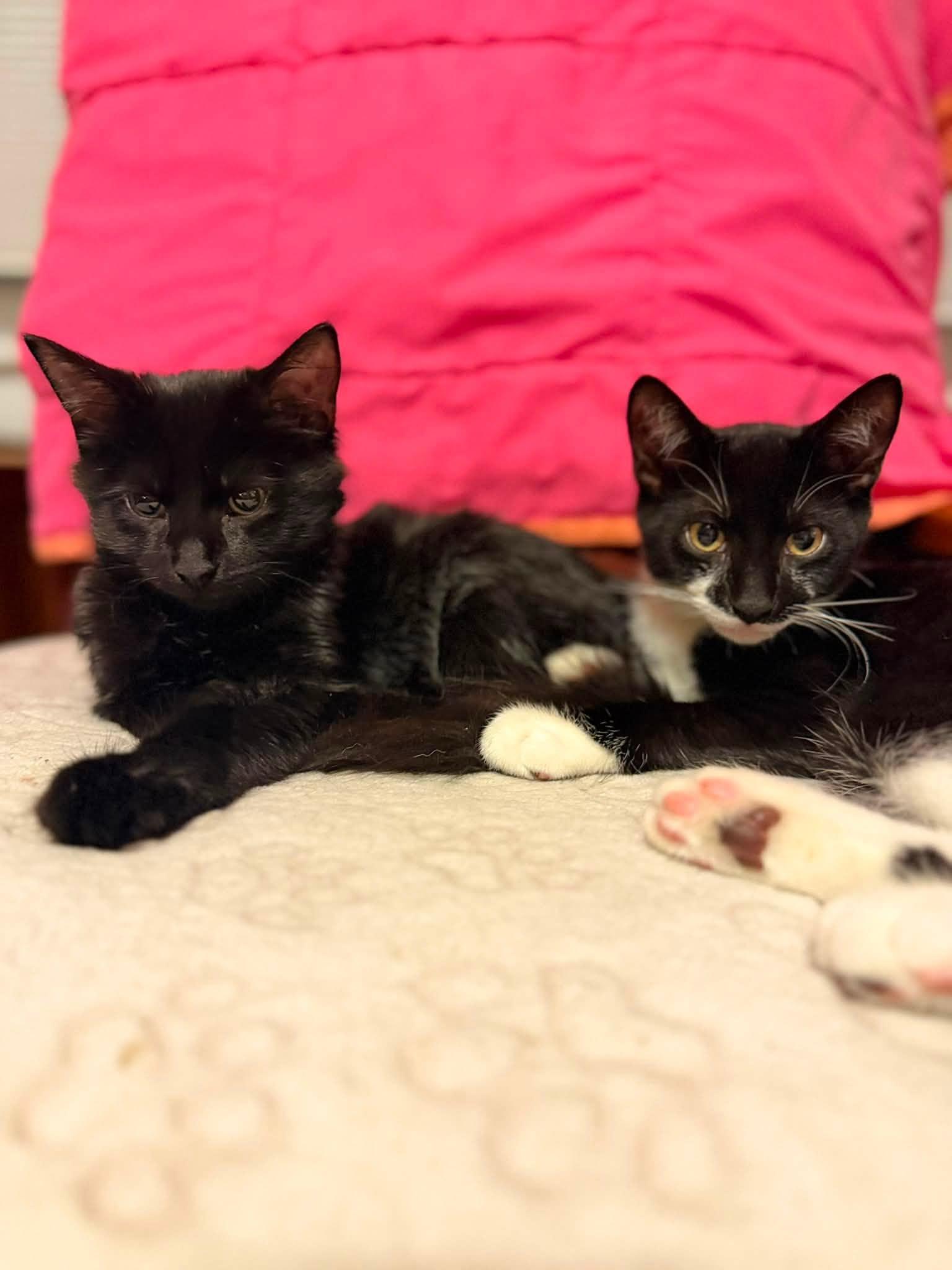 Enlarge Valeria and Pepper bonded kittens, a Adoptable Domestic Short Hair in Enfield, CT image 4/6