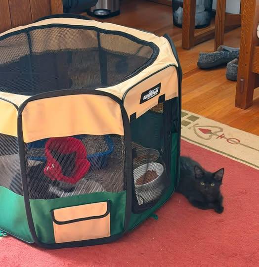 Valeria and Pepper bonded kittens, a Adoptable Domestic Short Hair in Enfield, CT image 3/4
